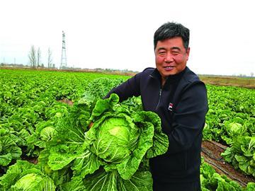 揣着“身份证”，胶州大白菜走向全国餐桌！晚报全媒体线上购买正宗胶白仅15元/一颗