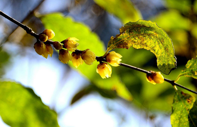 这里的第一枝腊梅开了，寒冬的脚步走了过来