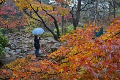 初冬雨加雪  中山公园的红枫″红疯"了