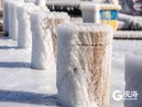 冻透了！胶州湾沿岸成“魔幻世界”