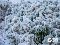 冻透了！胶州湾沿岸成“魔幻世界”