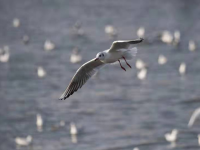 冬日去海边能做什么？栈桥赏鸥