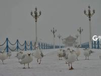 年终的这场雪 是送给青岛最美的礼物