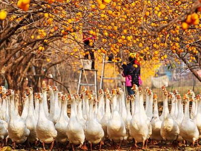 丰收竞技场 农民乐开花——11月镜赛