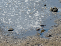 冬韵尽显，白沙河开启“冰封”模式