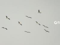 胶州湾湿地迎冬日“贵客”