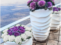 冬天的街头，是它给了我们鲜丽的颜色