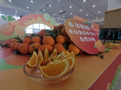 吃货福音！鲜嫩化渣、酸甜适中……万吨杜甫曾种植过的奉节脐橙进入青岛