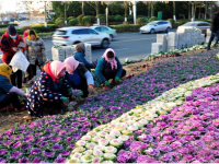 冬天的街头，是它给了我们鲜丽的颜色