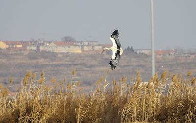 胶州湾湿地迎冬日“贵客”