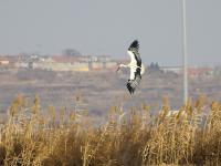胶州湾湿地迎冬日“贵客”