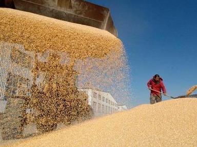 2020年全国粮食总产量13390亿斤，比2019年增长0.9%