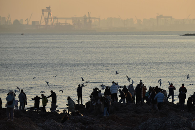 冬日去海边能做什么？栈桥赏鸥