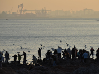 冬日去海边能做什么？栈桥赏鸥