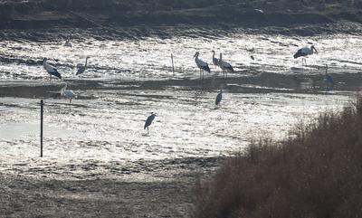 胶州湾湿地迎冬日“贵客”