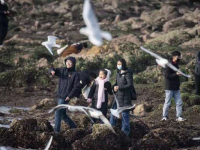 冬日去海边能做什么？栈桥赏鸥