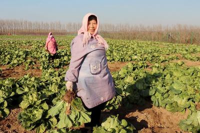 胶州市洋河镇：白菜丰收农民乐