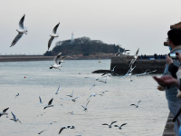 冬日去海边能做什么？栈桥赏鸥