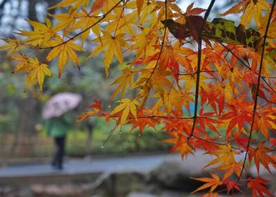 初冬雨加雪  中山公园的红枫″红疯"了