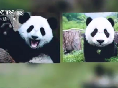 中国竟有两种大熊猫！一种更像熊，一种更像猫，请你找不同