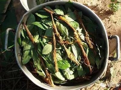 服用后能与“神明”对话？千万小心，你可能在吸食新型毒品！