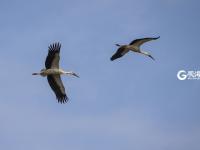 胶州湾湿地迎冬日“贵客”