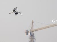 胶州湾湿地迎冬日“贵客”