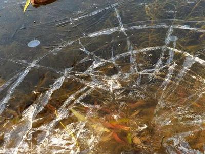 天寒冰封李村河，青岛开启“冰窖”模式