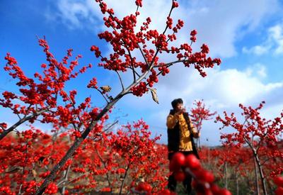 即墨：北美冬青，寒冬俏销