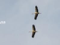 胶州湾湿地迎冬日“贵客”