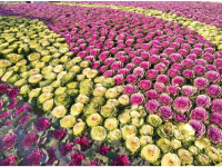 冬天的街头，是它给了我们鲜丽的颜色