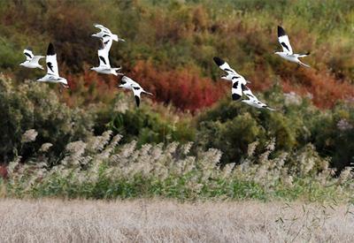 候鸟天堂！青岛这里栖息着一群“精灵”