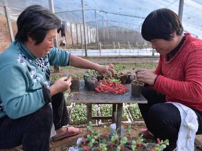 瓜农育苗忙，本地第一茬西瓜明年五一前上市！