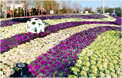 冬天的街头，是它给了我们鲜丽的颜色