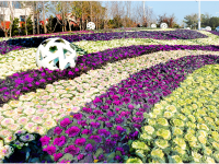 冬天的街头，是它给了我们鲜丽的颜色