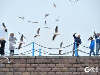 冬日温情，栈桥海鸥与游客“共舞”！