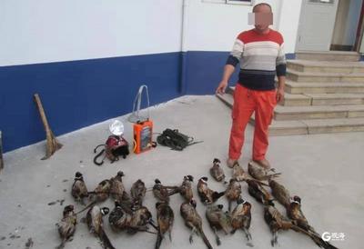 打麻雀，违法！平度警方抓获3名非法狩猎嫌疑人