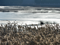 冬韵尽显，白沙河开启“冰封”模式