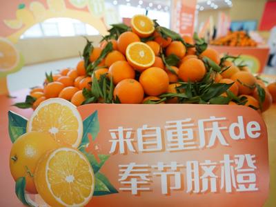 多汁爽口，鲜嫩化渣！万吨奉节脐橙进青岛
