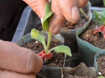 瓜农育苗忙，本地第一茬西瓜明年五一前上市！