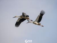 胶州湾湿地迎冬日“贵客”