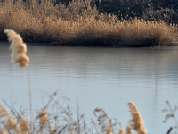 冬韵尽显，白沙河开启“冰封”模式
