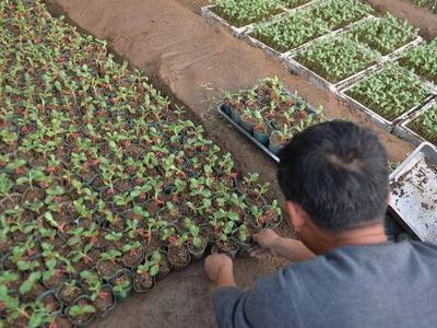 瓜农育苗忙，本地第一茬西瓜明年五一前上市！