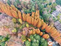 冬日颜值仍在线！青岛这里藏有一片水杉林