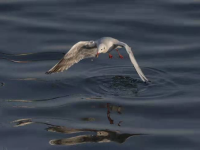 冬日去海边能做什么？栈桥赏鸥