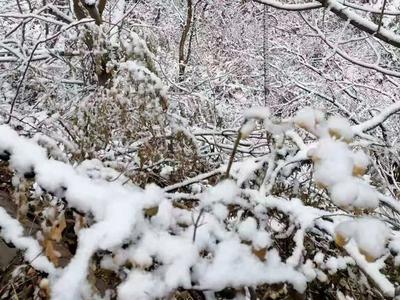 远山白雪！城阳今年的第一场雪“长”这样