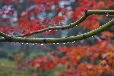 初冬雨加雪  中山公园的红枫″红疯"了
