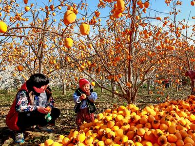 丰收竞技场 农民乐开花——11月镜赛