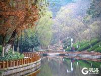 冬日颜值仍在线！青岛这里藏有一片水杉林