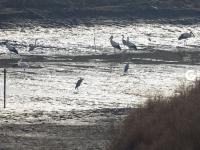 胶州湾湿地迎冬日“贵客”